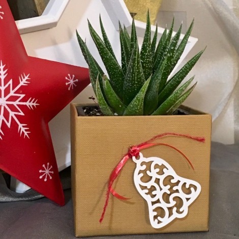 Succulent Plant Box PS/EBell Navidad