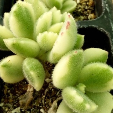 Cotyledon tomentosum variegata