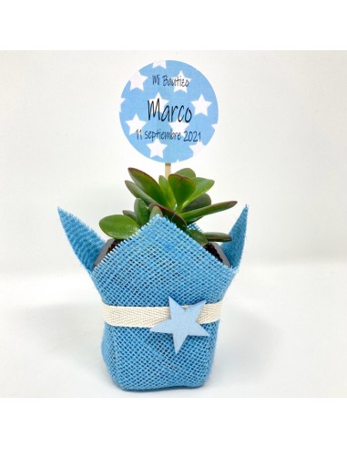 Succulent Blue Star  (Planta/yute (ES))
