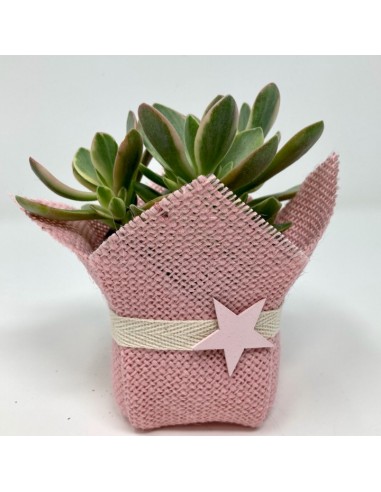 Succulent pink star ES (Planta...
