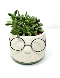 Succulent Glasses