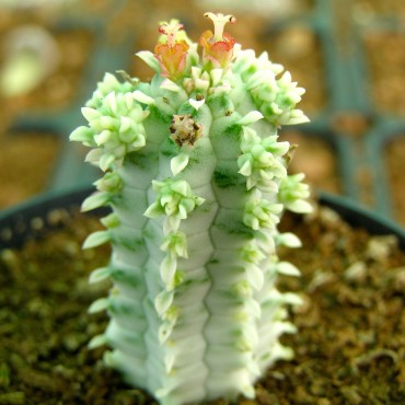Euphorbia mammillaris...