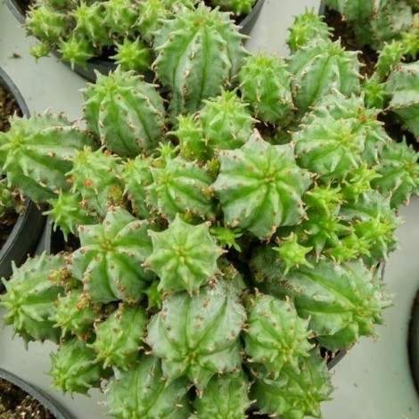 Euphorbia suzannae x euphobia obesa