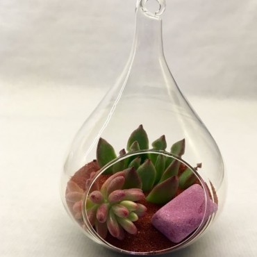 Succulent  Glass-Lágrima