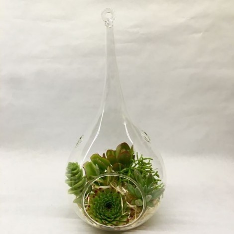 Succulent  Glass_Lagrima_grande