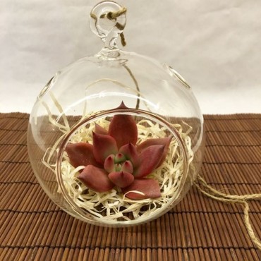 Succulent  Glass Esfera-madera